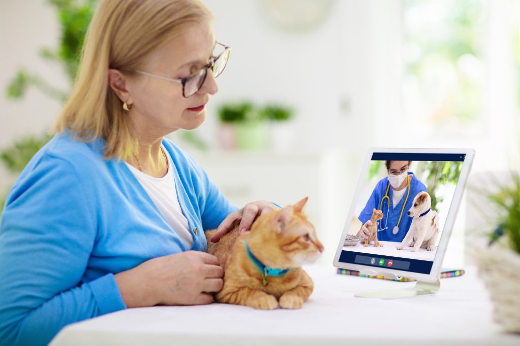 A cat owner seeks help from a qualified veterinary physiotherapist via zoom