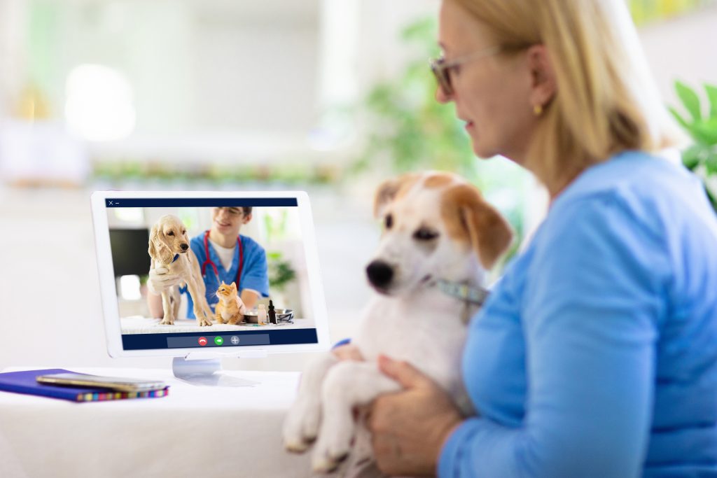 A pet owner seeks help from a qualified practitioner via webcam